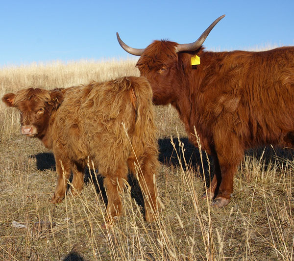 Highland Cow and her calf in fall pasture
